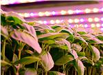 Cree LED 园艺照明用LED