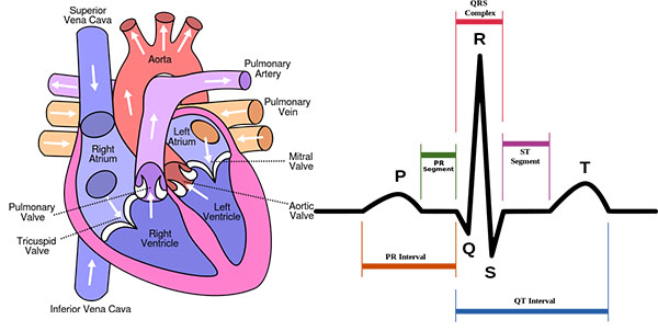 Heart Structure and Electrocardiogram of Normal Heart Operation.