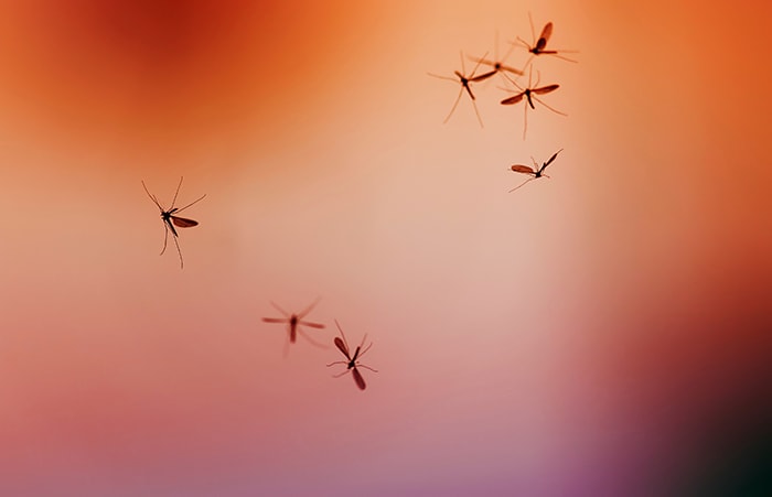 mosquitos flying with sunset in background