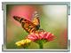 KYOCERA Display TCG043WQLBAANN-GN00